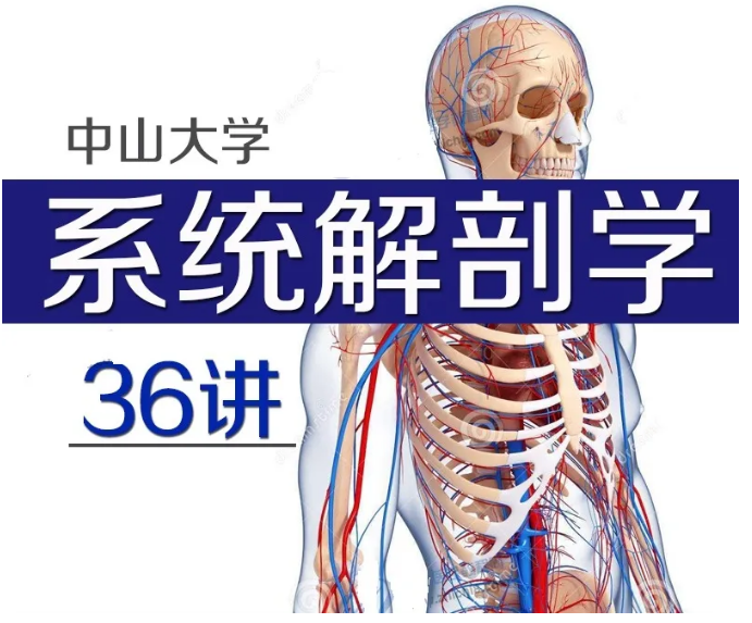 图片[1]-中山大学-人体系统解剖学视频教程神经呼吸消化系统解剖精品课【百度网盘下载】