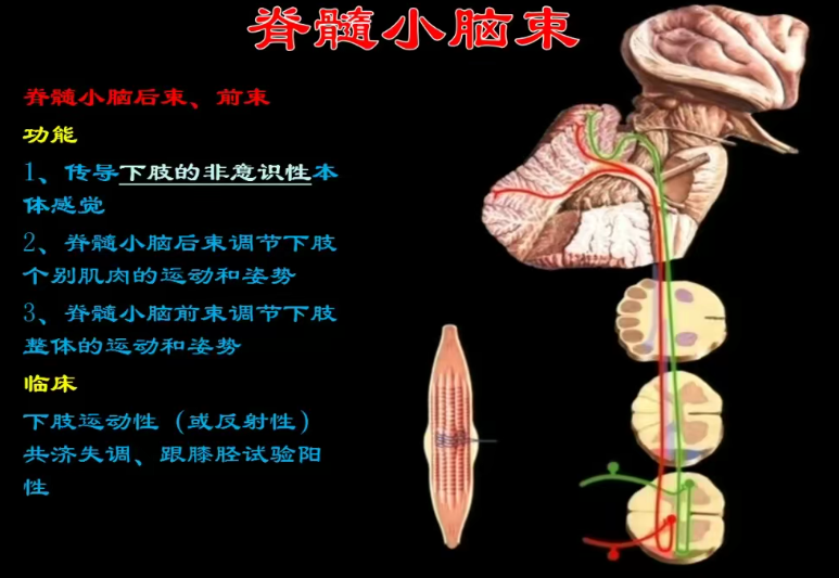 图片[13]-神经系统解剖进阶课高清视频教程血管颅脑脊髓神经解剖影像学【百度网盘下载】