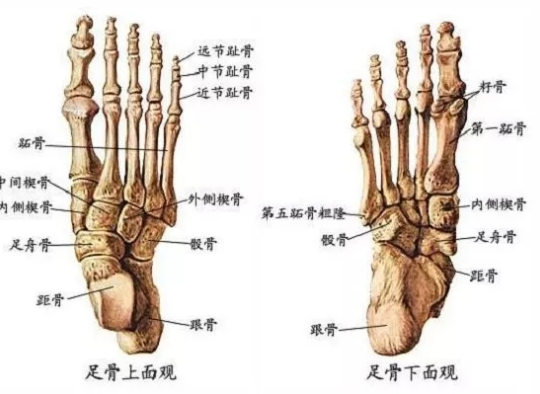 图片[4]-【健康知识】踝关节扭伤的处理方法