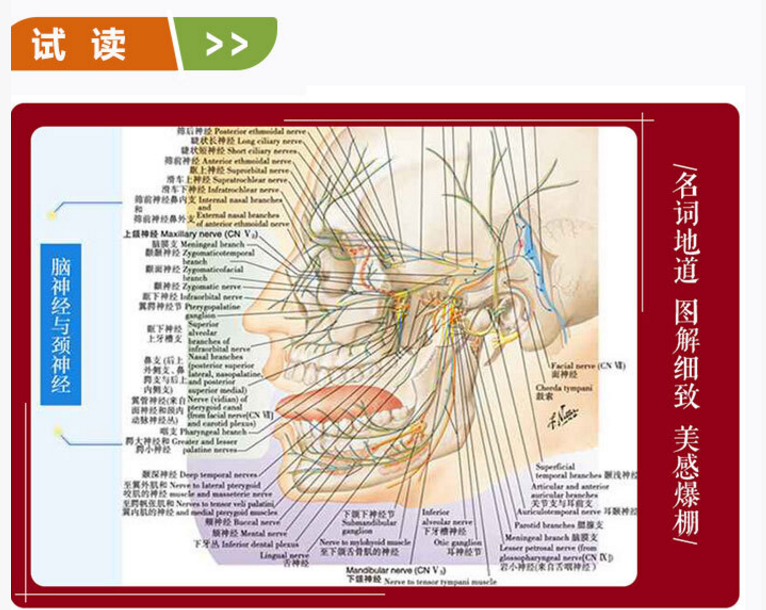 图片[5]-奈特人体解剖学彩色图谱第7版_张卫光2019译 (彩图) PDF电子版下载